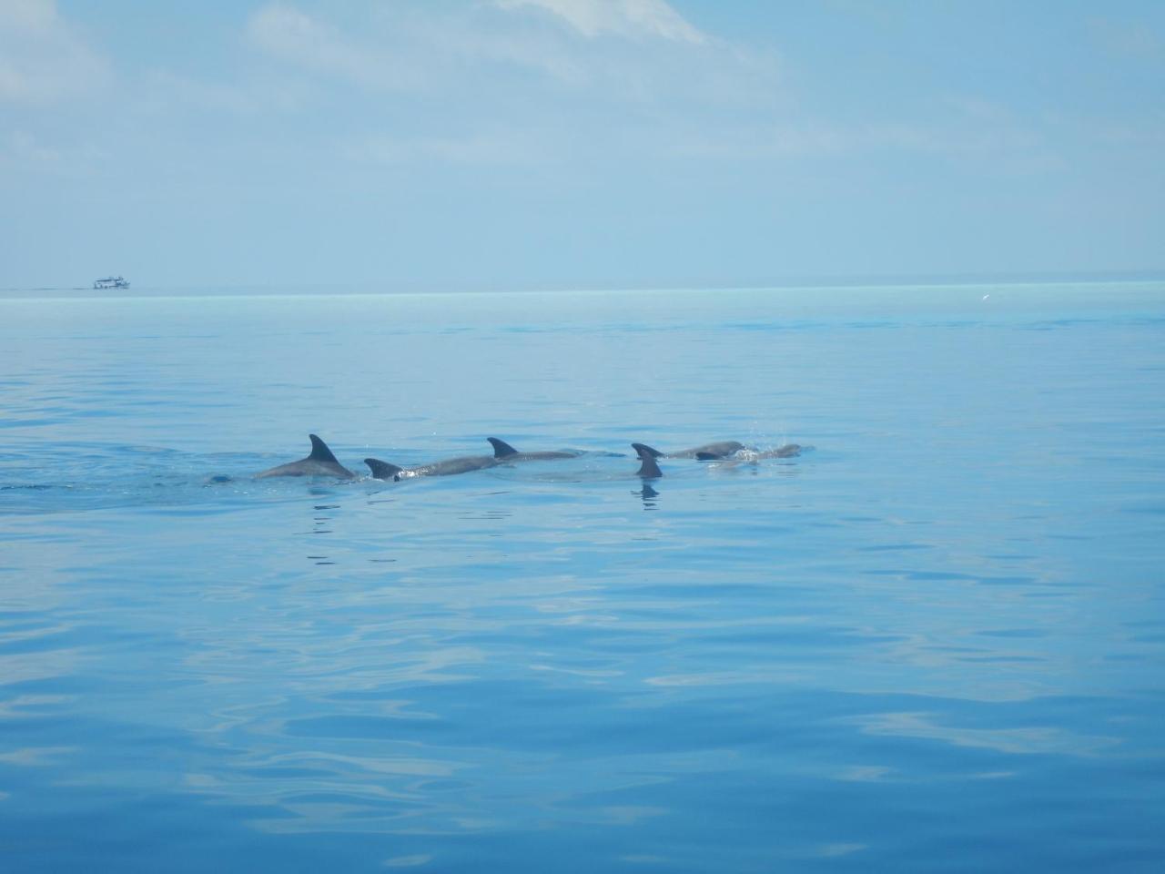Lagoon Villa Maldives Thoddoo Kültér fotó